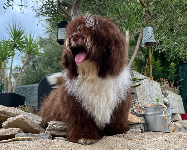 Bert posando en exterior