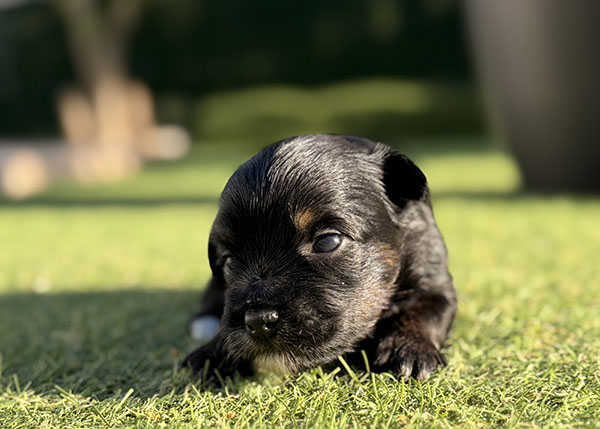 Cachorros de Bichón Habanero de la camada del 10 de mayo de 2026