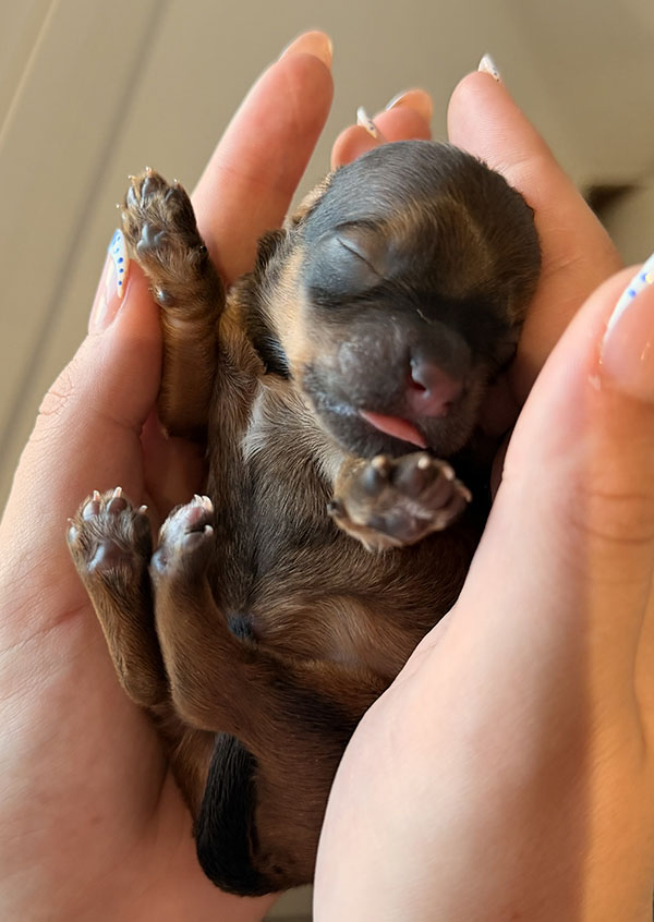 Camada de Bichón Habanero nacida el 23 de mayo de 2026