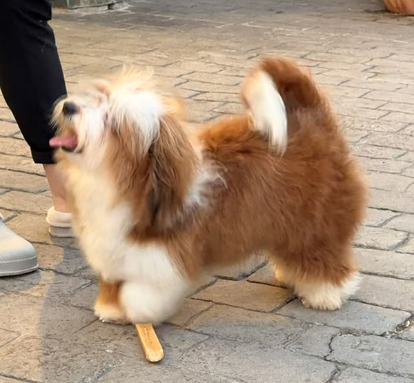 Kenya mostrando su perfil