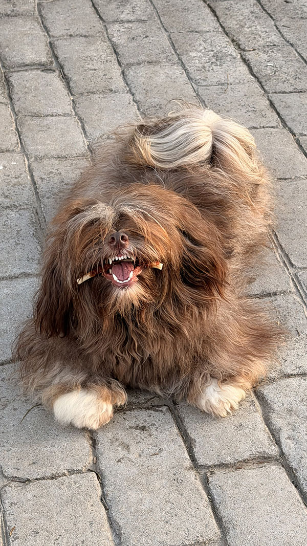 Fotografía de Nana, Bichón Habanero de Bahía de Rhode