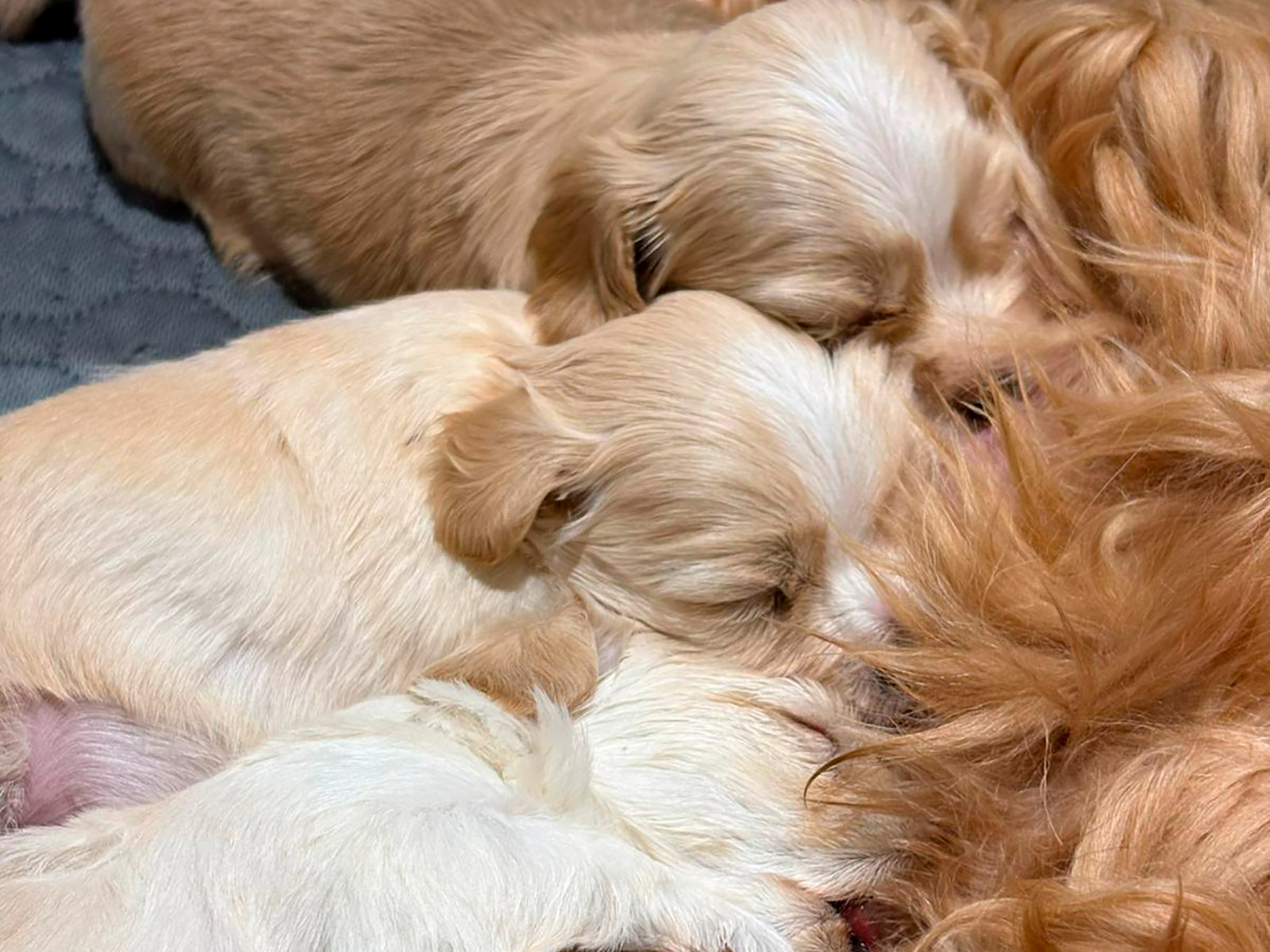 Proceso de reserva de un cachorro de Bichón Habanero