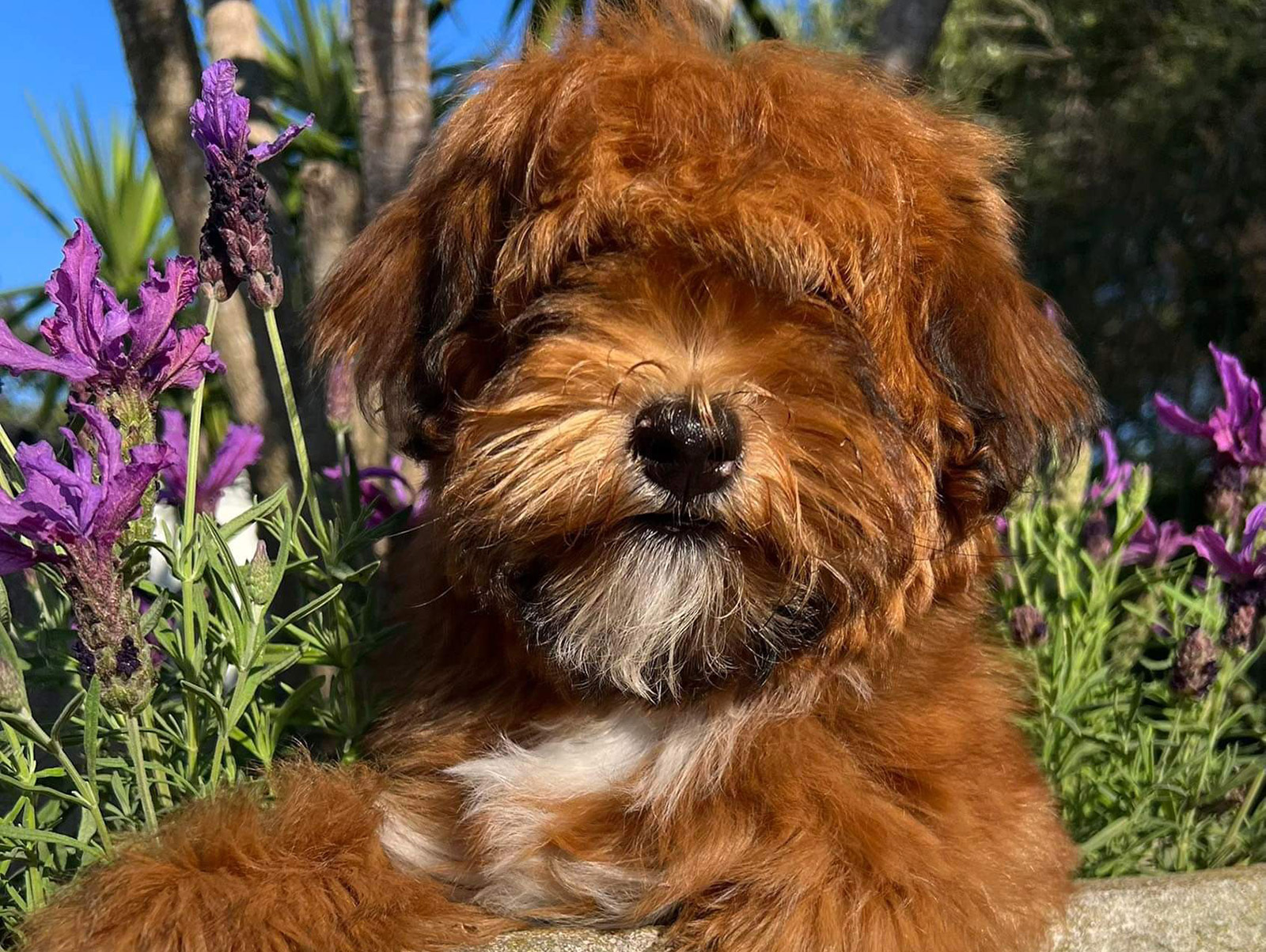 Ejemplar de Bichón Habanero entre flores