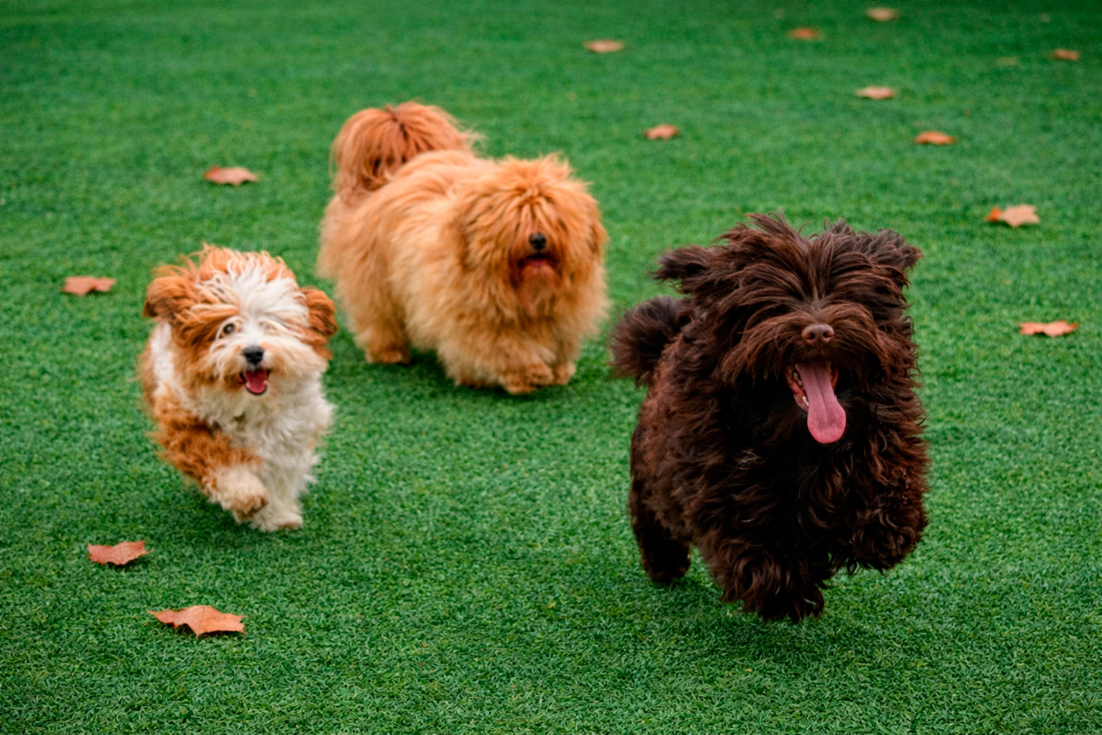 Bichones Habaneros corriendo juntos