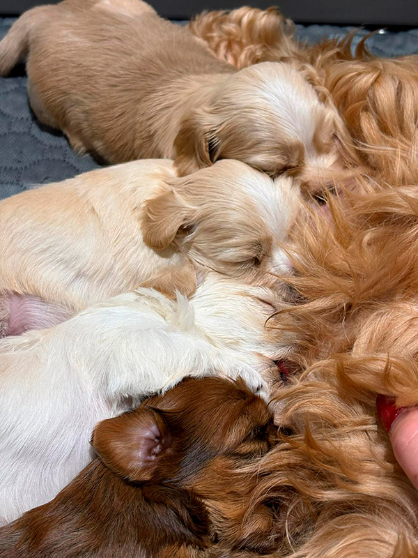 Ajika junto a cachorros de Bichón Habanero