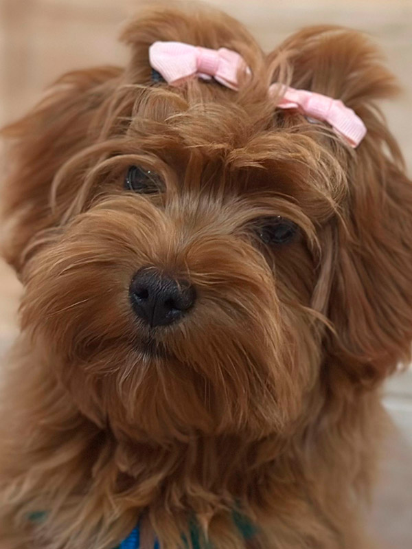 Cachorro de Bichón Habanero criado en Bahía de Rhode