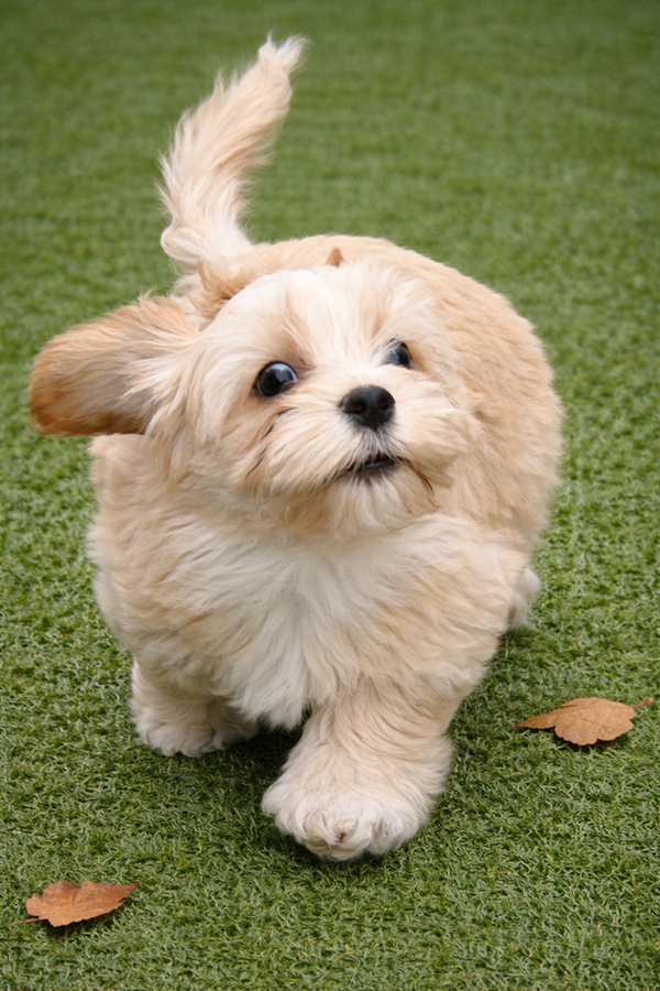 Winnie, ejemplar adulto de Bichón Habanero