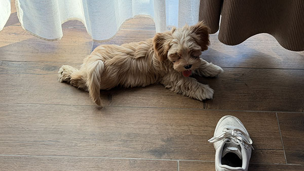 Winnie descansando, Bichón Habanero de Bahía de Rhode